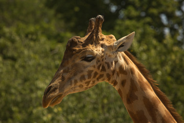 The giraffe (Giraffa camelopardalis) in zoo of  Paris, France.
