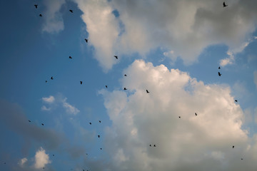  flock of black birds in the sky flies in the clouds