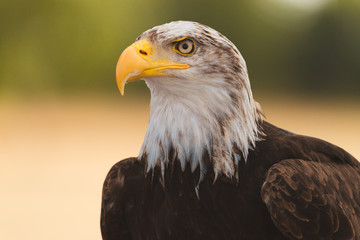 Mighty American Bald Eagle Bird Of Prey