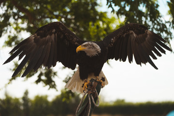 Mighty American Bald Eagle Bird Of Prey