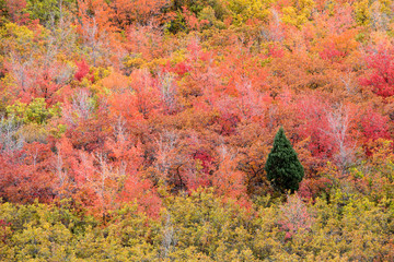 Red leaves and a single pine in the Wasatch mountains of Utah.