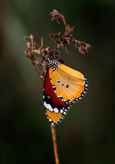 Monarch, Danaus plexippus is a milkweed butterfly (subfamily Danainae) in the family Nymphalidae butterfly in nature habitat.