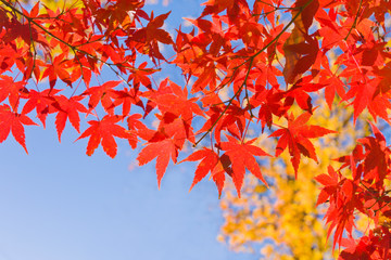 autumn leaves with blue sky