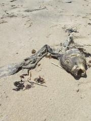 A discarded fish head, lies at the high tide line of an empty beach, in Montauk, Long Island.