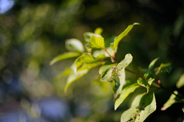 Feuilles d'un arbre malade mang&eacute;es par des insectes