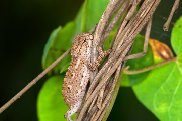 Macro shots, Beautiful nature scene baby green chameleon 