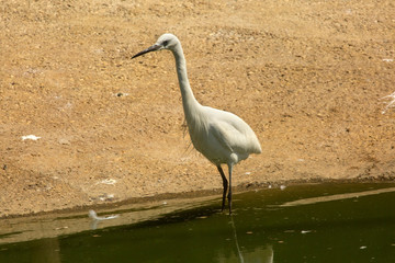 The little egret (Egretta garzetta).