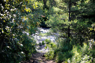une rivière dans la forêt