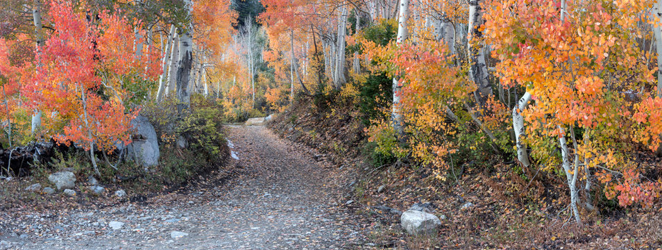 A Quaint Road Winds It's Way Through The Woods In The Wasatch Mountains Of Utah