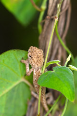 Macro shots, Beautiful nature scene baby green chameleon 