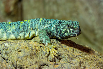 ornate mastigure (Uromastyx ornata) is a species of lizard in the family Agamidae. These medium-sized lizards are among the most colorful members of the genus.