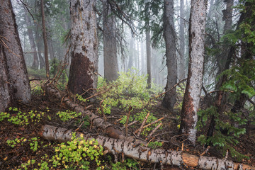 a foggy forest in the Wasatch mountains of Utah.