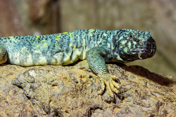 ornate mastigure (Uromastyx ornata) is a species of lizard in the family Agamidae. These medium-sized lizards are among the most colorful members of the genus.