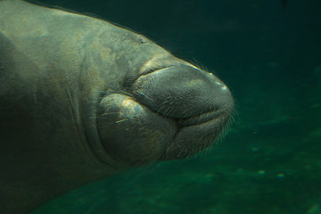 Naklejka premium The West Indian Manatee, 