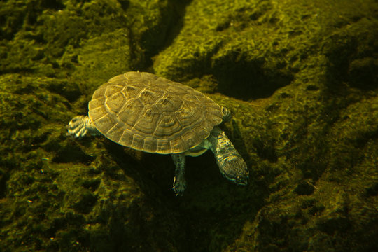 Geoffroy's side-necked turtle or Geoffroy's toadhead turtle (Phrynops geoffroanus).