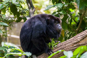 The closeup image of black howler monkey (Alouatta caraya).
Only the adult male is black; adult females and juveniles of both genders are overall whitish to yellowish-buff.