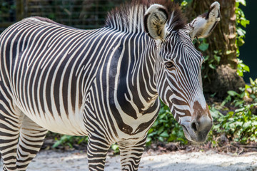 Fototapeta na wymiar The Grevy's zebra is the largest living wild equid and the largest and most threatened of the three species of zebra, Compared with others, it is tall, has large ears, and its stripes are narrow.