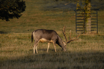 Red Deer 