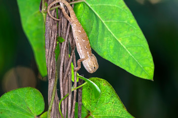 Macro shots, Beautiful nature scene baby green chameleon 