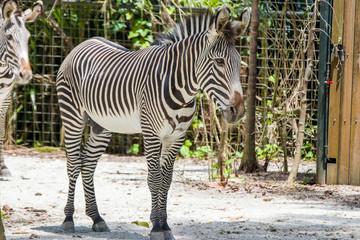 Fototapeta na wymiar The Grevy's zebra is the largest living wild equid and the largest and most threatened of the three species of zebra, Compared with others, it is tall, has large ears, and its stripes are narrow.