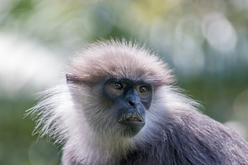 The purple-faced langur (Semnopithecus vetulus)  is a species of Old World monkey that is endemic to Sri Lanka. The animal is a long-tailed arboreal species, identified by a mostly brown dark face.