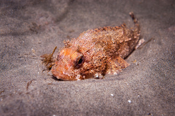 California Scorpion Fish
