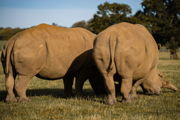 Fototapeta premium Southern White Rhino 