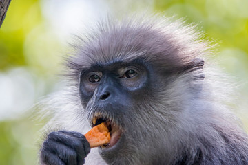 The purple-faced langur (Semnopithecus vetulus)  is a species of Old World monkey that is endemic...