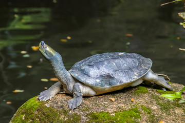 Fototapeta premium The Burmese roofed turtle (Batagur trivittata) is one of six species of turtle in the genus Batagur of the family Geoemydidae. It is endemic to Myanmar. It remains very rare in the wild.