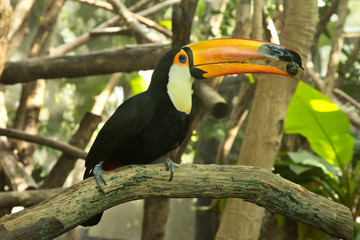  Toco toucan, common toucan, giant toucan (Ramphastos toco).