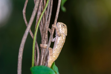Macro shots, Beautiful nature scene baby green chameleon 