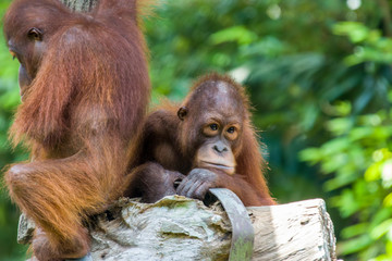 Two baby Bornean orangutans (Pongo pygmaeus) are resting. a critically endangered species, with deforestation, palm oil plantations, and hunting posing a serious threat to its continued existence.