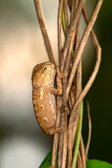 Obraz premium Macro shots, Beautiful nature scene baby green chameleon 