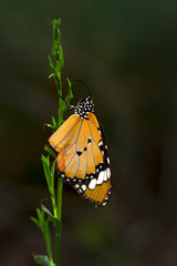 Monarch, Danaus plexippus is a milkweed butterfly (subfamily Danainae) in the family Nymphalidae butterfly in nature habitat.