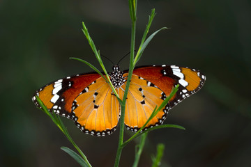Monarch, Danaus plexippus is a milkweed butterfly (subfamily Danainae) in the family Nymphalidae butterfly in nature habitat.