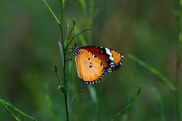 Monarch, Danaus plexippus is a milkweed butterfly (subfamily Danainae) in the family Nymphalidae butterfly in nature habitat.