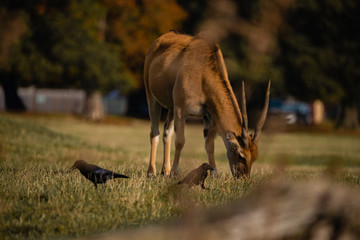 Common Eland Portrait Safari