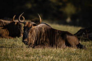 Brindled Wildebeest Portrait Safari