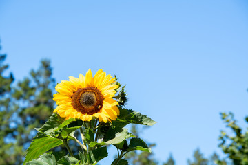 Naklejka premium A closeup of a sunflower against blue sky. Vancouver BC Canada 