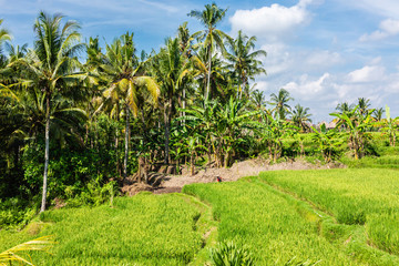 Ubud on the isle of Bali in Indonesia, the town is famous for the monks forest