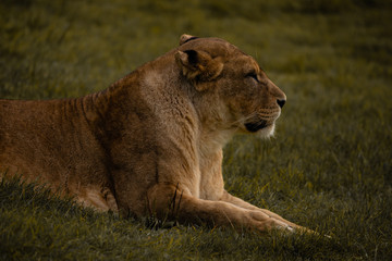 Strong Lioness Portrait,  Predator Big Cat