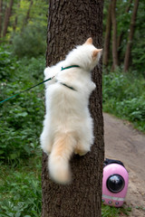 Beautiful white furry cat climbs on the tree on the leash hiding from cat backpack.