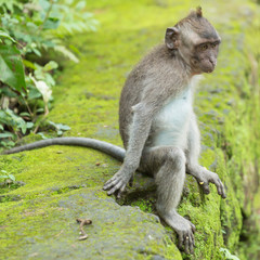 Ubud on the isle of Bali in Indonesia, the town is famous for the monks forest
