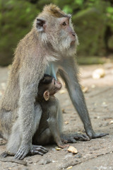 Ubud on the isle of Bali in Indonesia, the town is famous for the monks forest