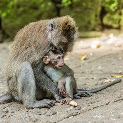 Ubud on the isle of Bali in Indonesia, the town is famous for the monks forest