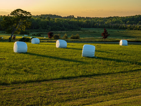 round hay bales covered in white plastic at sunrise in field