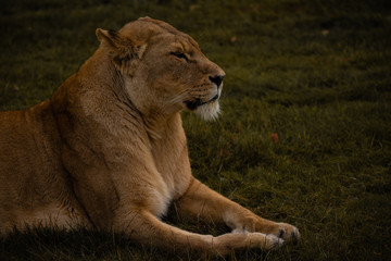 Fototapeta na wymiar Strong Lioness Portrait, Predator Big Cat
