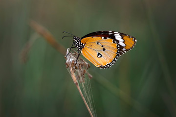 Monarch, Danaus plexippus is a milkweed butterfly (subfamily Danainae) in the family Nymphalidae butterfly in nature habitat.