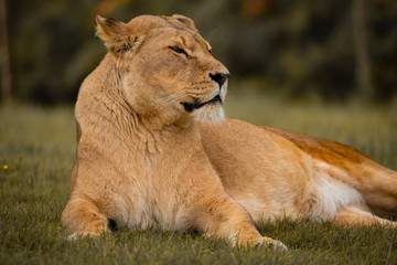 Fototapeta na wymiar Strong Lioness Portrait, Predator Big Cat