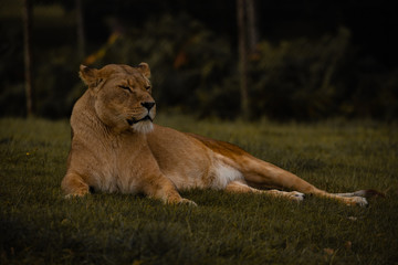Strong Lioness Portrait,  Predator Big Cat
